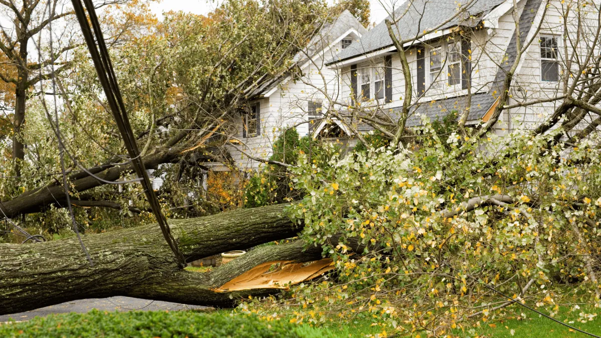 Tree Emergency