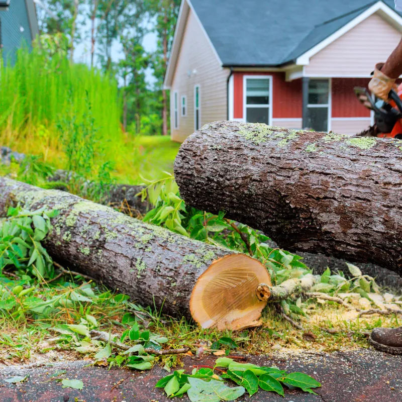 Tree Services