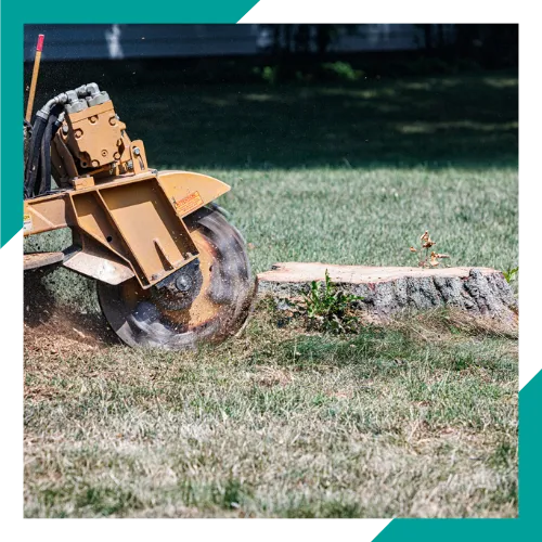Tree trimming and maintenance by a tree service company in Round Lake Beach, IL 