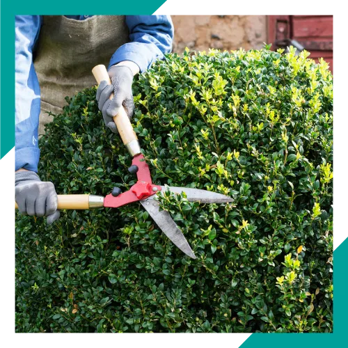 Safe tree removal by a licensed tree contractor in Round Lake Beach 
