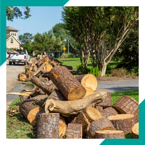 Bush and shrub care by local tree care near Round Lake Beach 