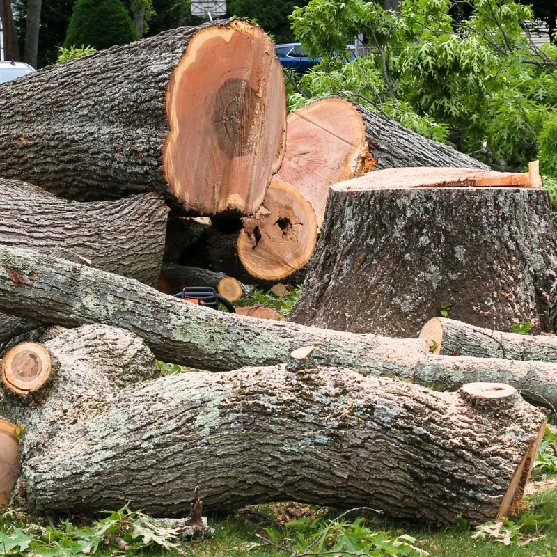Tree Removal