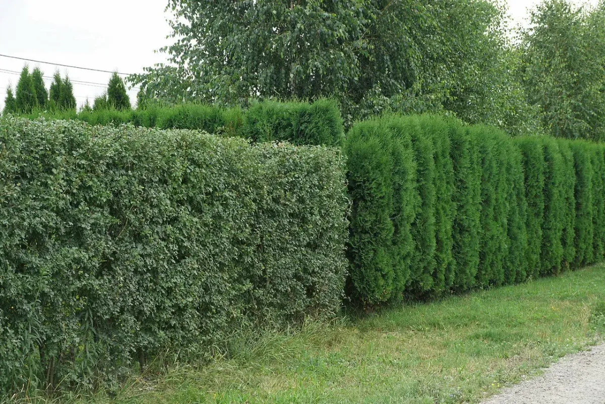Jose’s Trees Inc