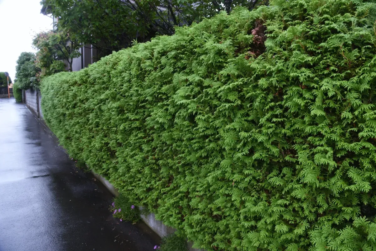 Jose’s Trees Inc