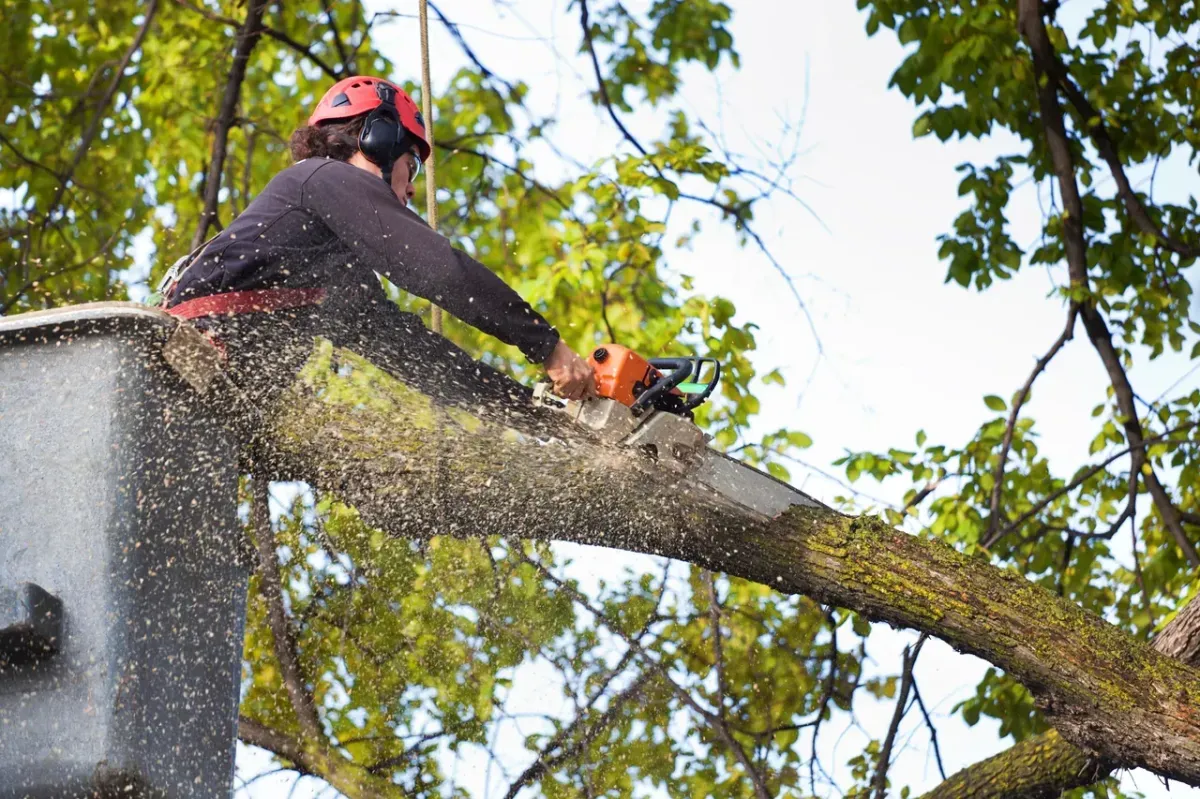 Jose’s Trees Inc