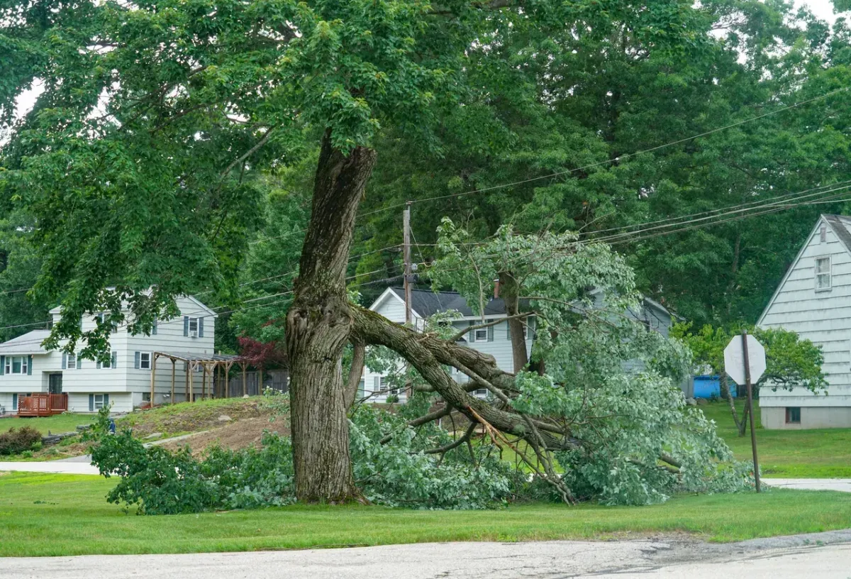 Jose’s Trees Inc