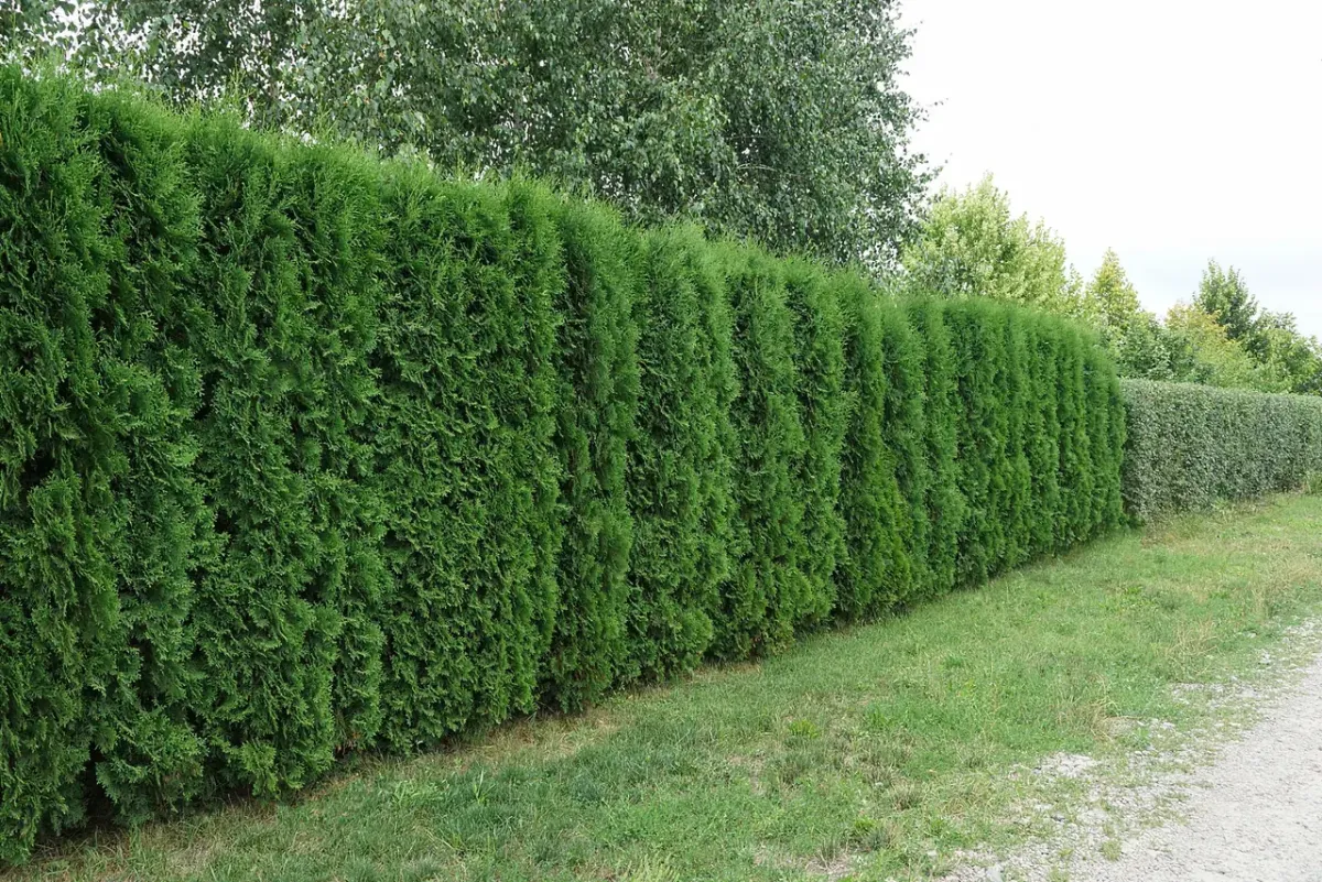 Jose’s Trees Inc