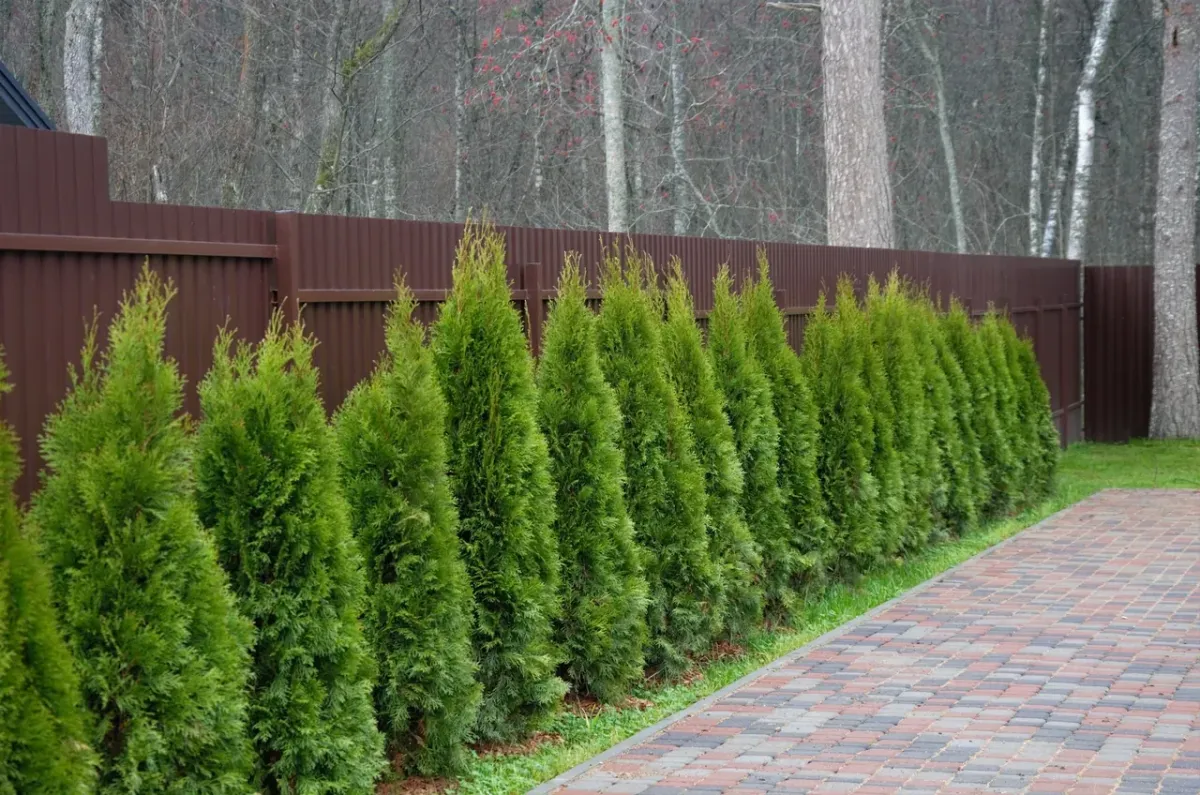 Jose’s Trees Inc