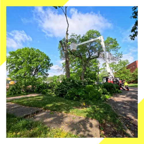 Tree removal service performed in Round Lake, IL 