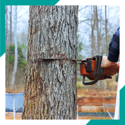 Tree trimming and pruning service in Waukegan, IL 