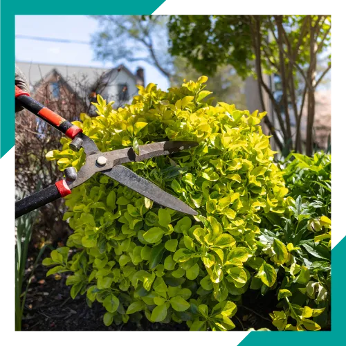 Bush and shrub pruning service in Arlington Heights, IL 