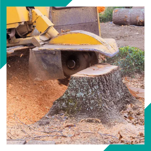 Stump grinding service in McHenry, IL 