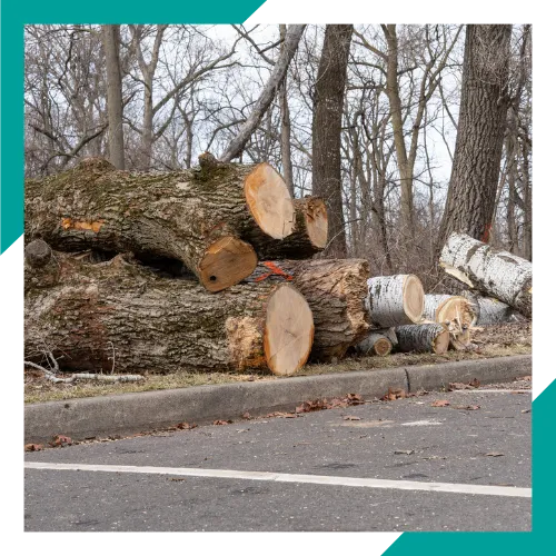 Tree removal service 
