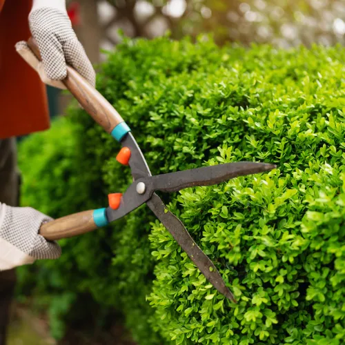 Bushes & Shrubs Pruning