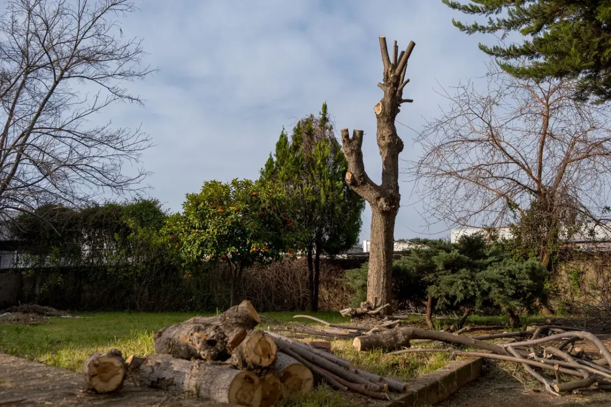 Jose’s Trees Inc