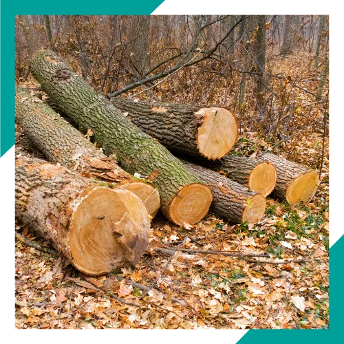 Residential and commercial tree removal in Arlington Heights IL