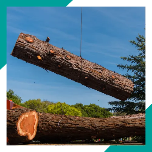 Free estimate for tree removal in Waukegan IL 