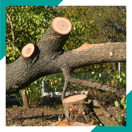 Safe tree removal in Waukegan IL near a home 