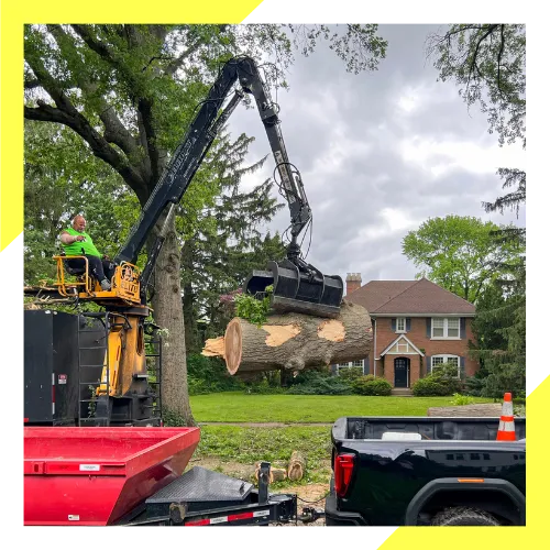 Crew handling same day tree removal in Waukegan 