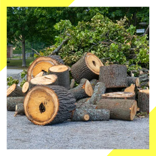 Storm damaged tree being cleared in Round Lake Beach IL