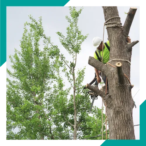 Residential and commercial tree service in Round Lake Beach IL