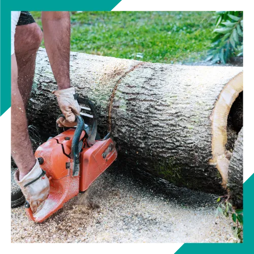 Emergency tree cleanup service in Round Lake Beach IL