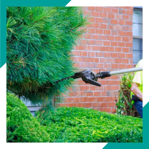 Ornamental tree shaping in Arlington Heights near a home lawn