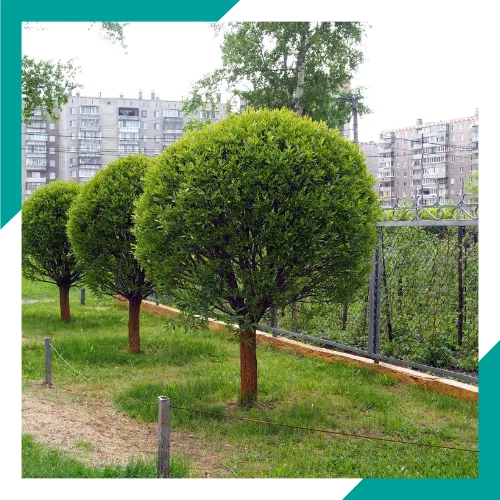 Branch reduction service improving tree shape in Waukegan IL