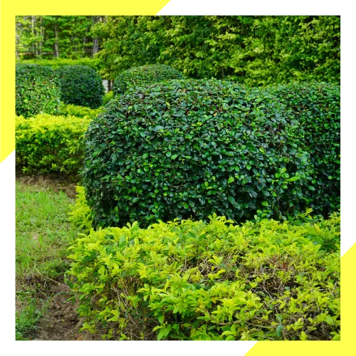 Affordable tree trimming service near a home in Waukegan