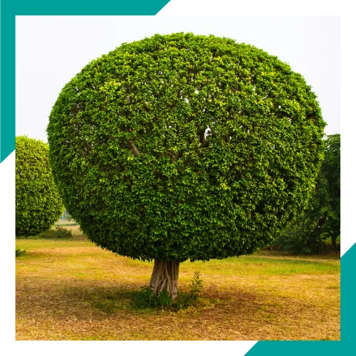 Pruning service in Round Lake Beach IL improving tree shape and balance 