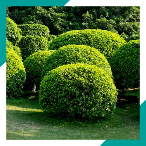 Tree trimming in Round Lake Beach IL for a safer and cleaner yard 