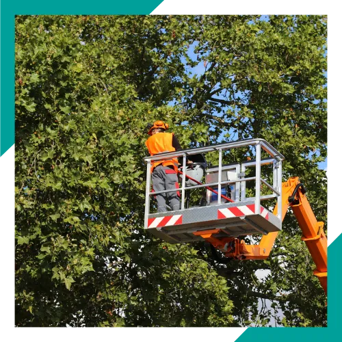 Tree crew working in a front yard in Arlington Heights IL 