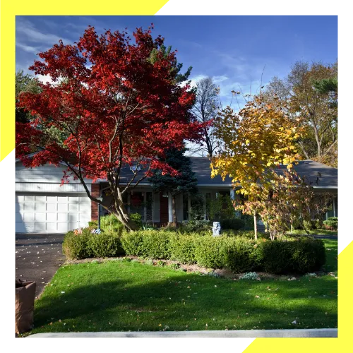 Safe tree trimming near a home in Arlington Heights IL 