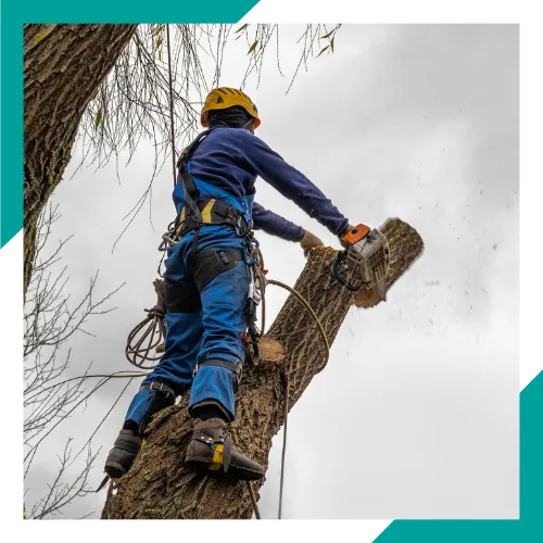 Tree removal service clearing a damaged tree from a property 