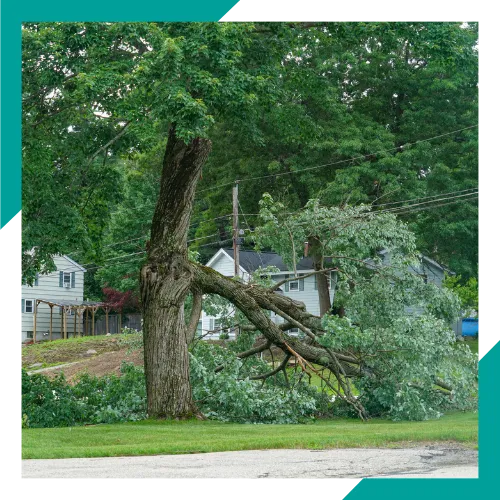 Team member giving a free tree estimate in Arlington Heights IL 