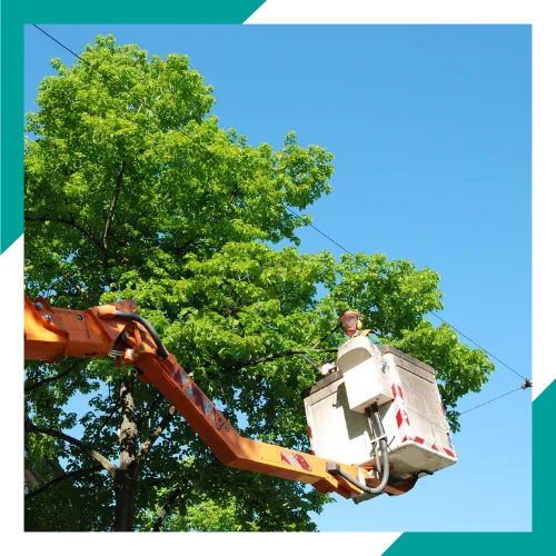 Tree crew trimming large branches in a Waukegan yard