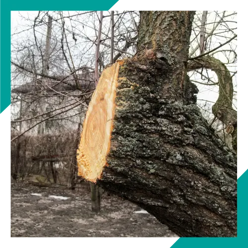 Team member providing a free tree estimate at a property