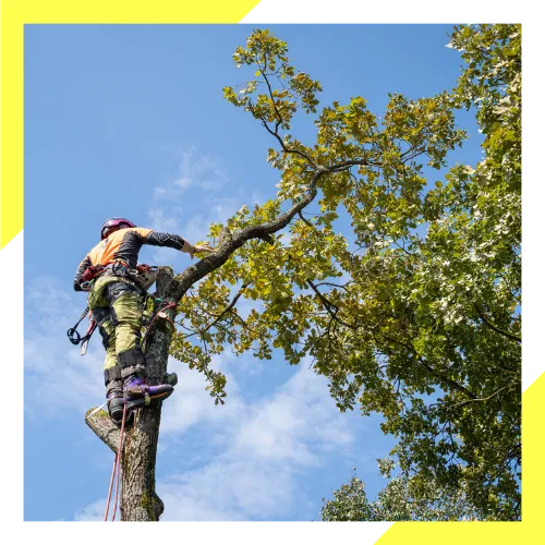 Safe tree removal near a home in Waukegan, Illinois