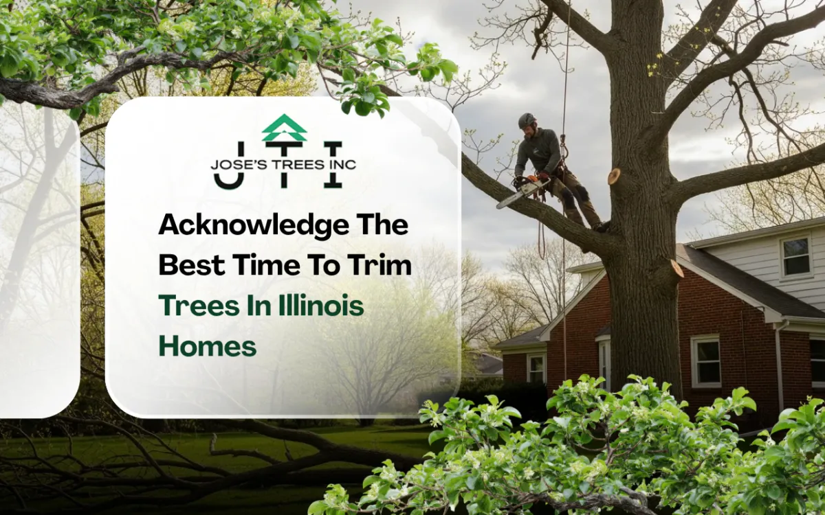 best time to trim trees in Illinois during spring pruning