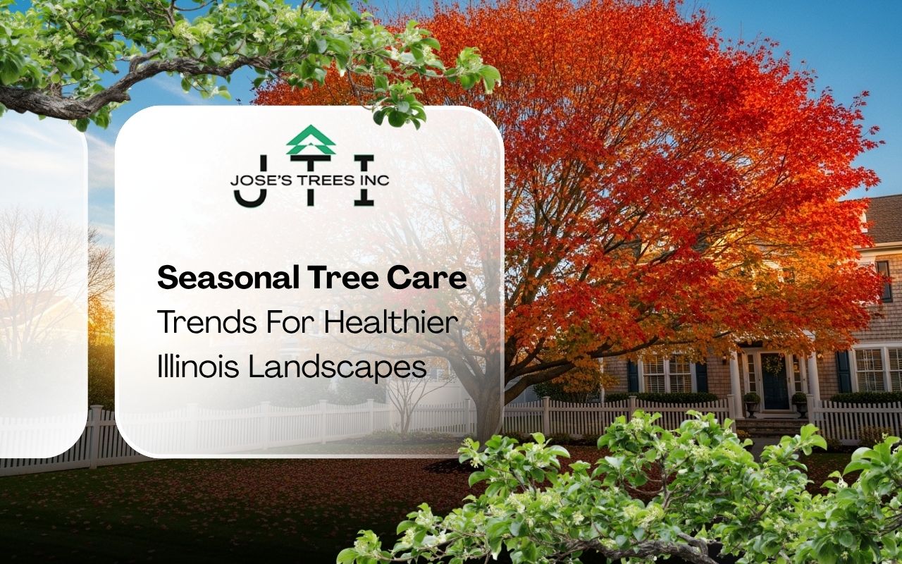 Seasonal Tree Care Trends For Healthier Illinois Landscapes