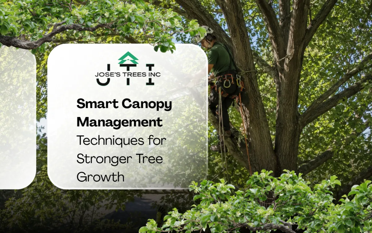 Canopy Management Techniques for Healthy Trees