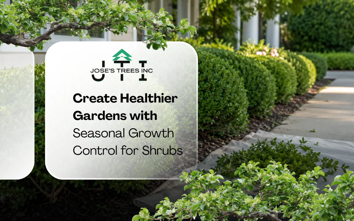 Seasonal growth control for shrubs with careful pruning