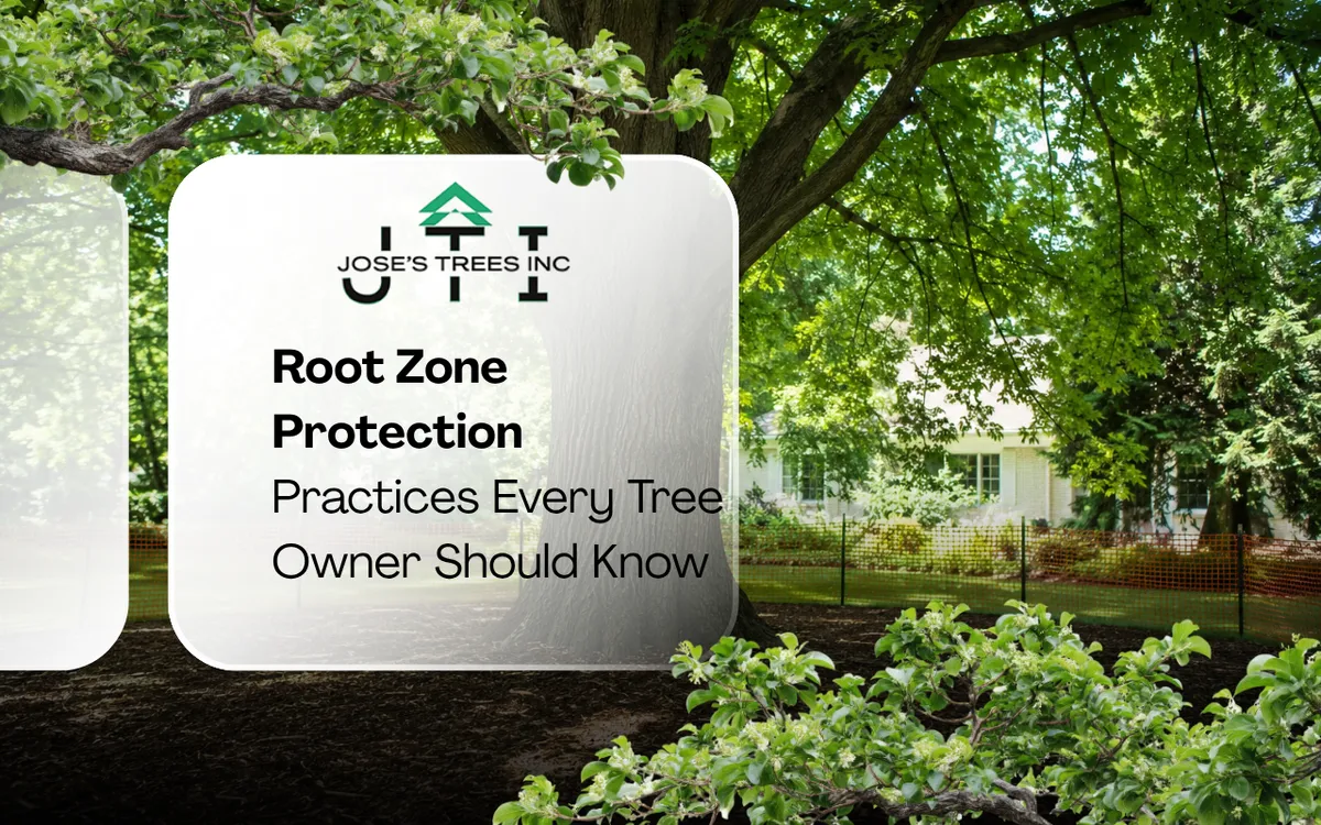 Root zone protection practices around a healthy mature tree