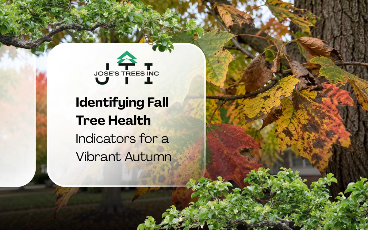 Fall tree health indicators visible on changing leaves in Illinois
