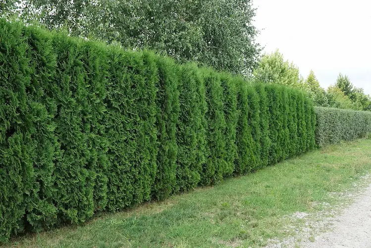 Jose’s Trees Inc