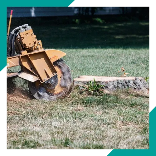 Tree trimming and maintenance by a tree service company in Round Lake Beach, IL