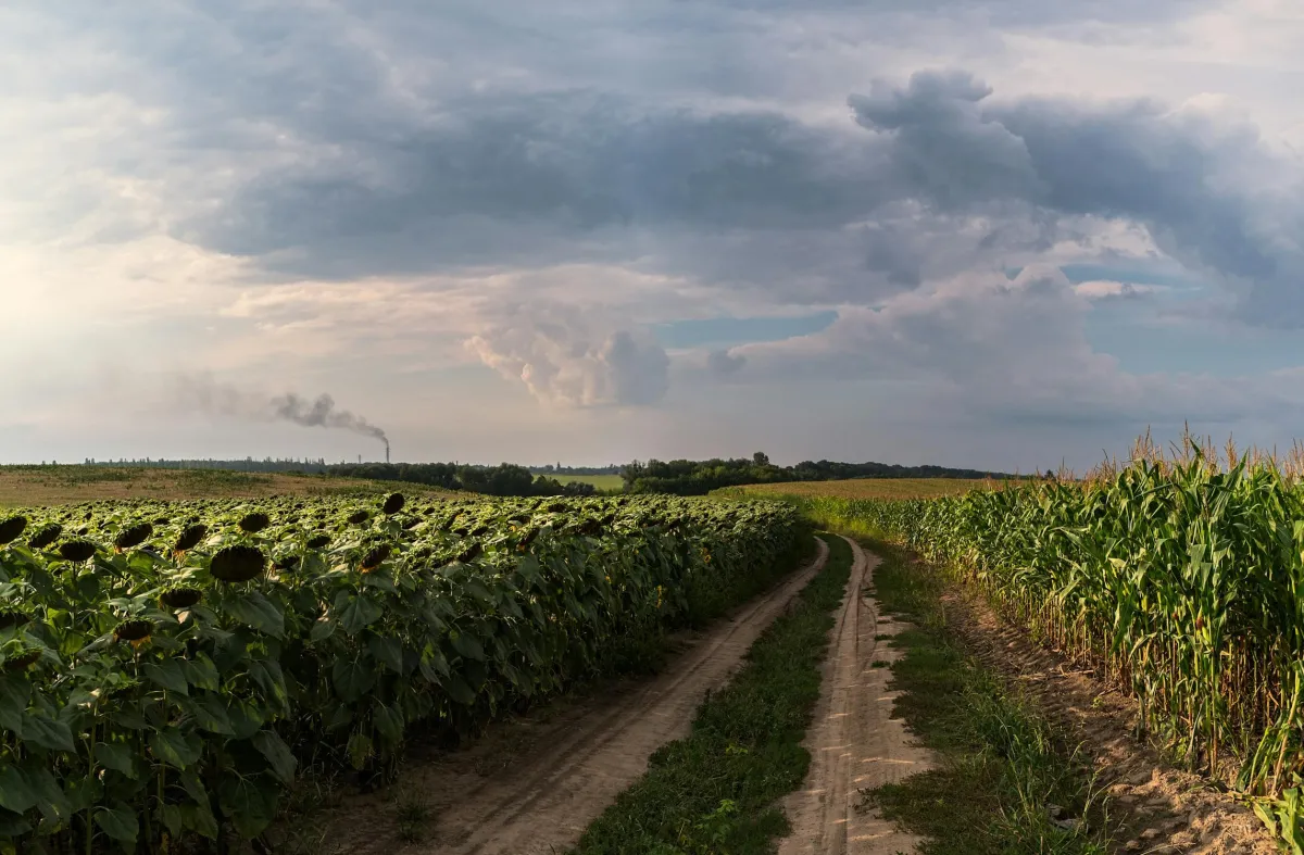 Photo by Andriy Nestruiev from Pexels: https://www.pexels.com/photo/unnpaved-pathway-between-croplands-14968005/