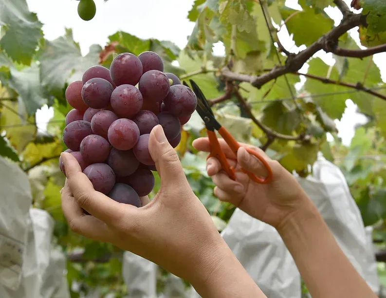 Cutting Grapes