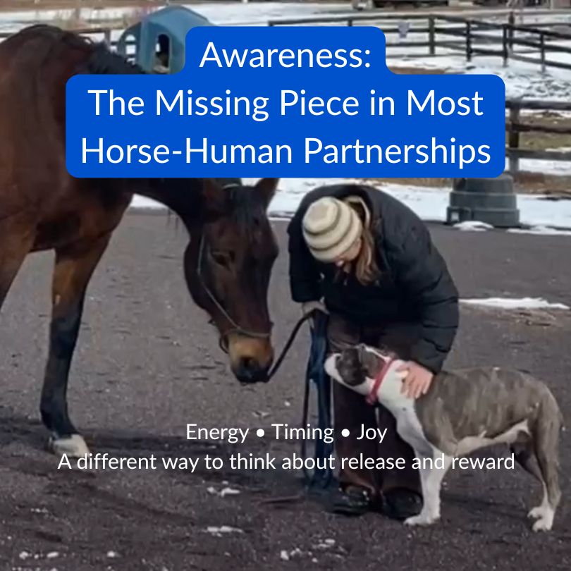 calm horse trainer with dog and equine