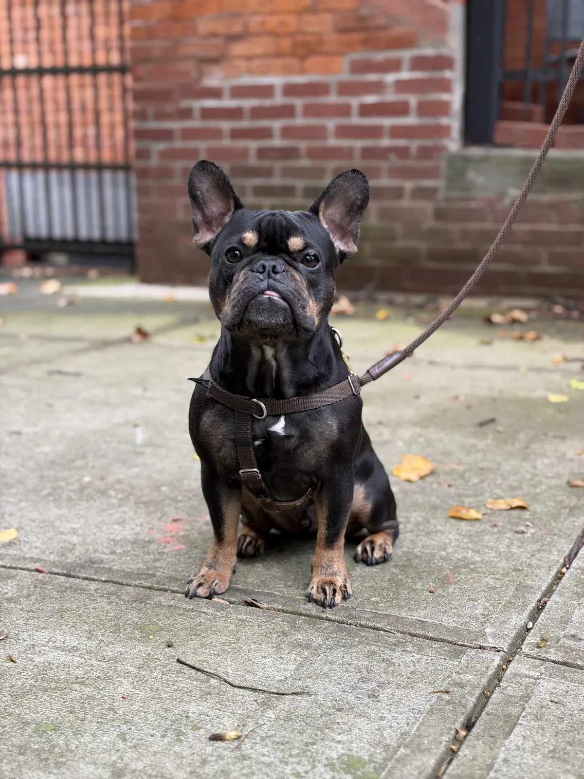 Twahlee, founder of Metro Dog Training, standing with disciplined composure in a high-contrast architectural setting in New York City